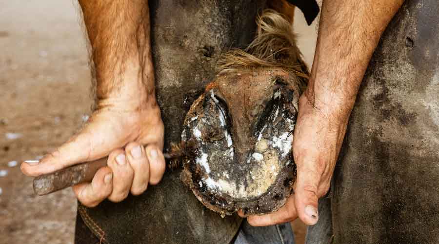 are horse hooves safe for dogs