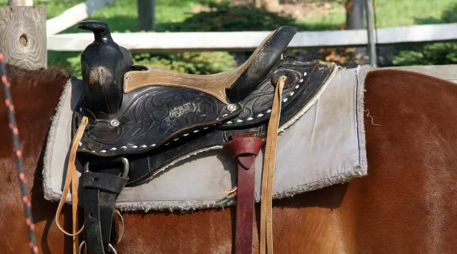 Horse Saddles 101: A Beginner’s Guide to Riding Comfort